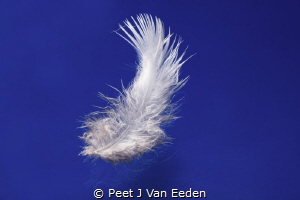 Lost in flight by an unknown bird by Peet J Van Eeden 